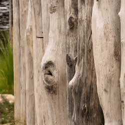 The mouth of the wood