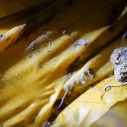 Yellow Plastic Beauty 2
