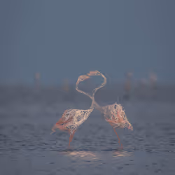 11276162529628641556553056529614973332754405277106184420845745019124126318593