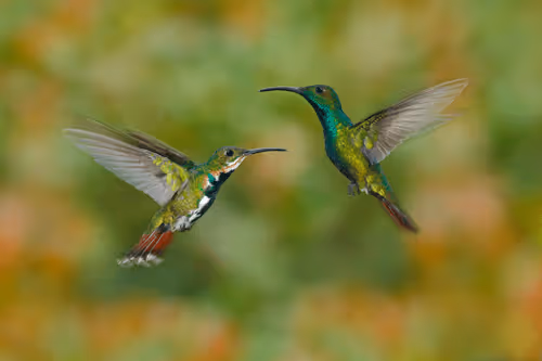 Item #25621925064279012681246301446131385931262547461970292834419122493772114427905 Media