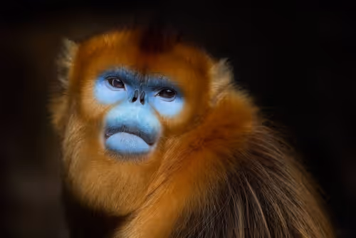 Item #45594647201663347778086533366212020564774309010196825968467676449299790561281 Media