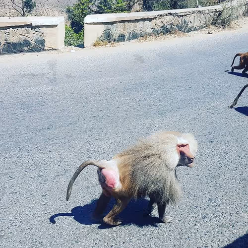 monkey#001