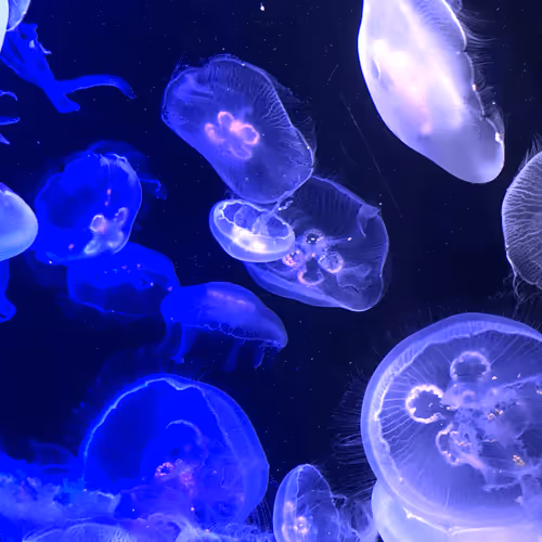 Item #26452922364535441754779799863703179015099908936527874713126758691813659246593 Media