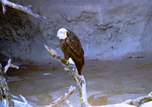 Item #113047771030127017240919341709485116586684509374101894410877815049182345428993 Media