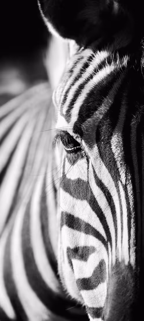 Item #29639411519685578221213064919707512138714710432394959035014247443495070466049 Media