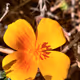 California Poppy
