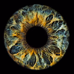 eye3