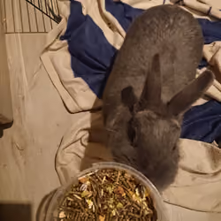 #8 day out of the life of Carrot the Bunny🐰🥕