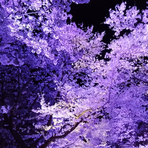 Untitled Collection #49981636