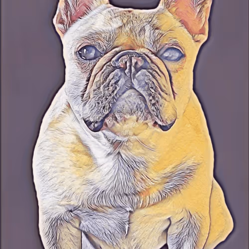 French Bulldog named Marcella