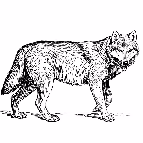 Item #25506781774429673479118459037672467037102609755826934466658808697441371553793 Media