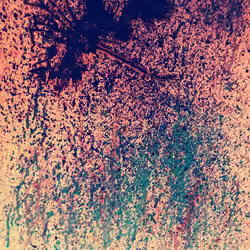 Rising of the Phoenix