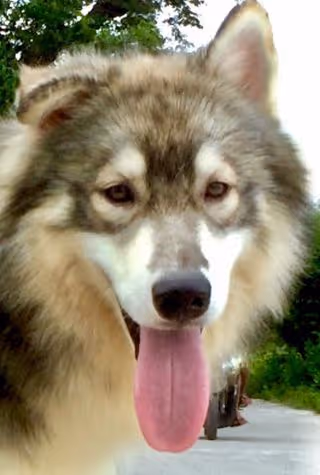 Item #58835359871793248116647993945907080245738143909356775405551556800630734454785 Media