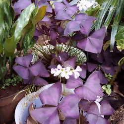 plan_Flower#00001