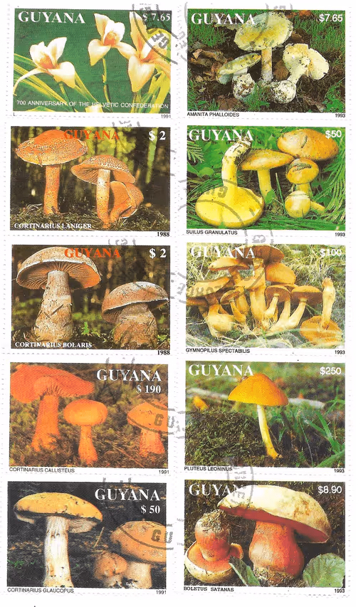 Item #13008463681025415778097378138396387110062737617569484411233010689374452459280 Media