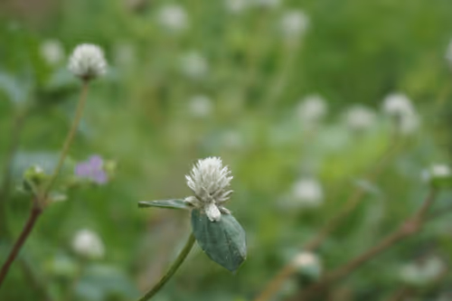 Item #47962454375698423751977915587329446952876622946819425437823996601345905786881 Media