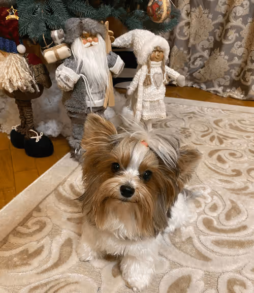 Item #38667131167011634385541907782208186835961873608250228940362662758430218911745 Media