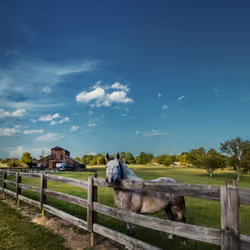 Horse Farm