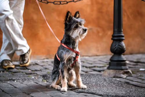 Item #24903874531350115991913359074638014120394763804843076394666794934653870407681 Media