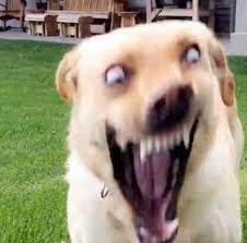 Untitled Collection #54709639