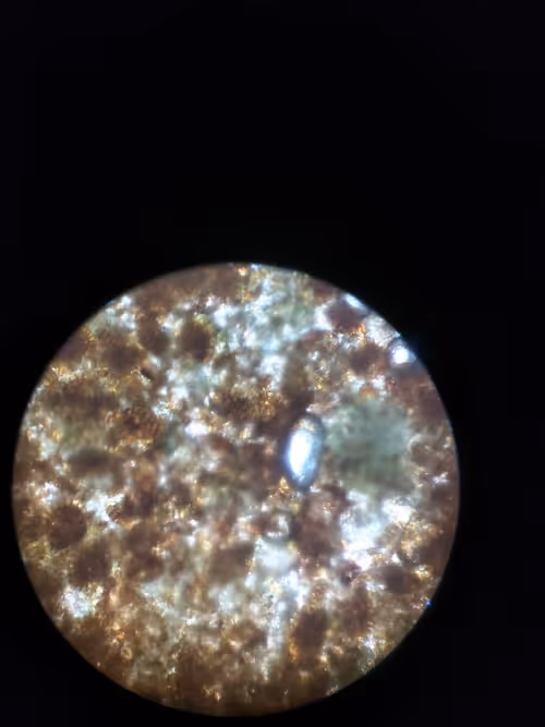 Item #12499860690887257293727532681291822536045842218714555575181684136278231089153 Media