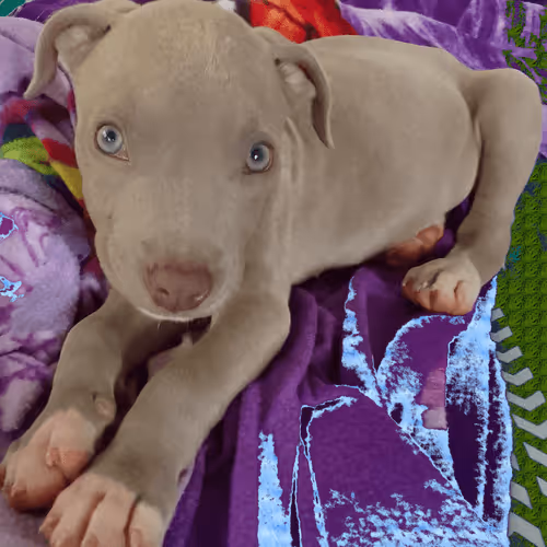 Untitled Collection #485991605