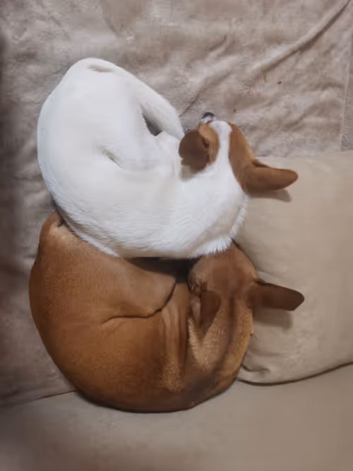 Item #51843480398206422777174755264521220492821497339693236802824853929093893193729 Media