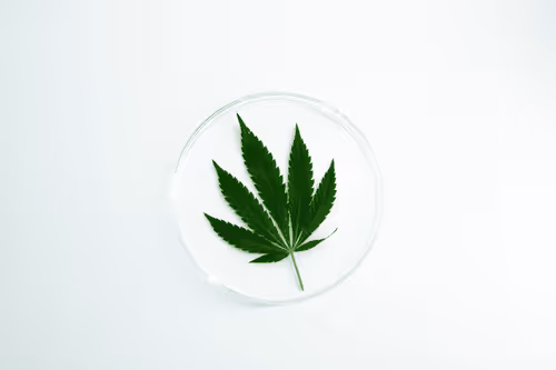Cannabis is Medicine