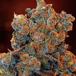 Weed Bud #4