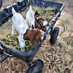 Wagon Ride