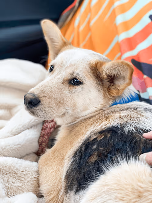 Item #93545033271846001454118804230311667247513649279000342993662872581489156947969 Media