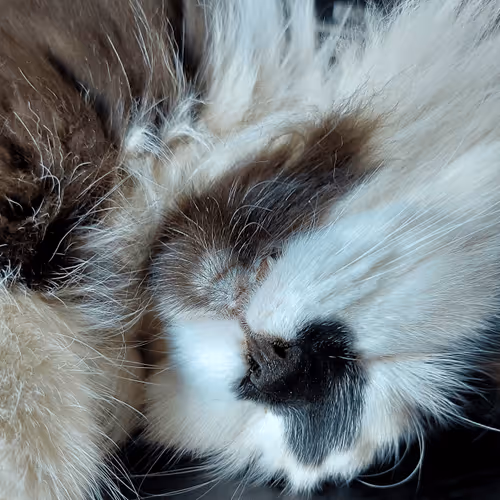 Item #13161020314009032005485822086301964352885579695205061807387255178379164385281 Media