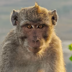 Monkey #7 Monkey Close Up