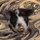 53180631642456764738139299674940583640479914081960747744151190423784099151873