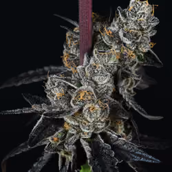 King Sherb 004