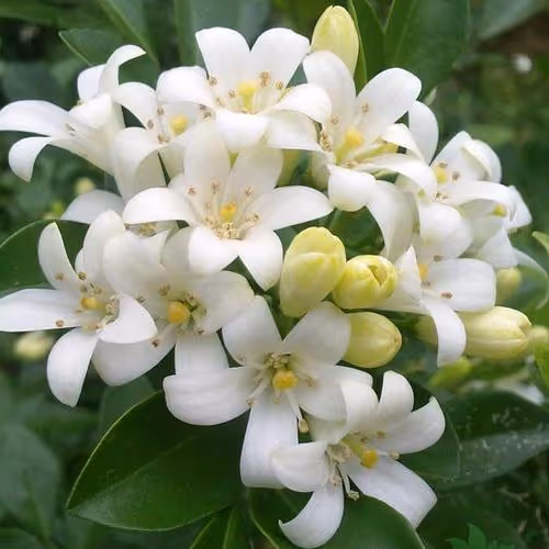 Untitled Collection #38371730