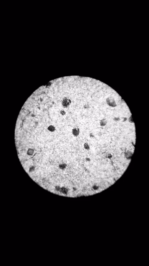 Item #95420953128624320217938367314518664826896982379798893312706769390367529762817 Media