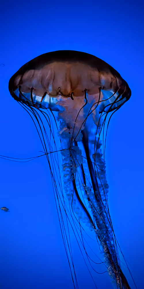 Item #88204466651741771657601134080341549424175055319132407777538299657270545350756 Media