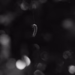 pupa