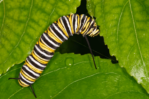 Item #47344123980109973813634142770242239438764360713225161879961011959365715886081 Media