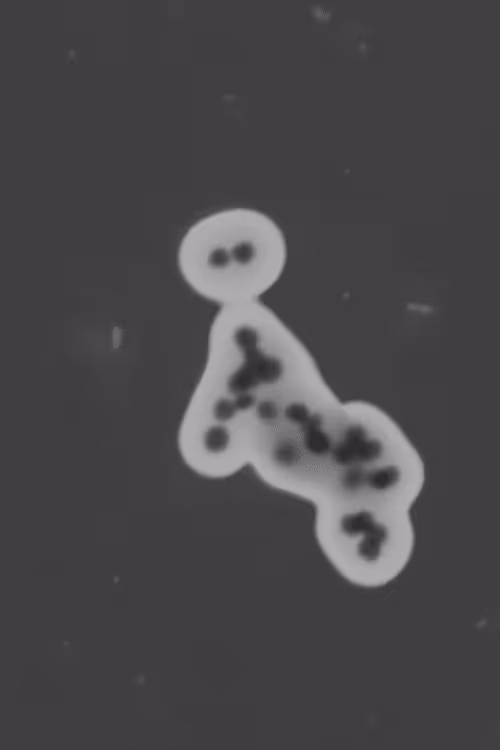 Item #90533889666942019235906675850070983349238221257411499123898581634604416892929 Media