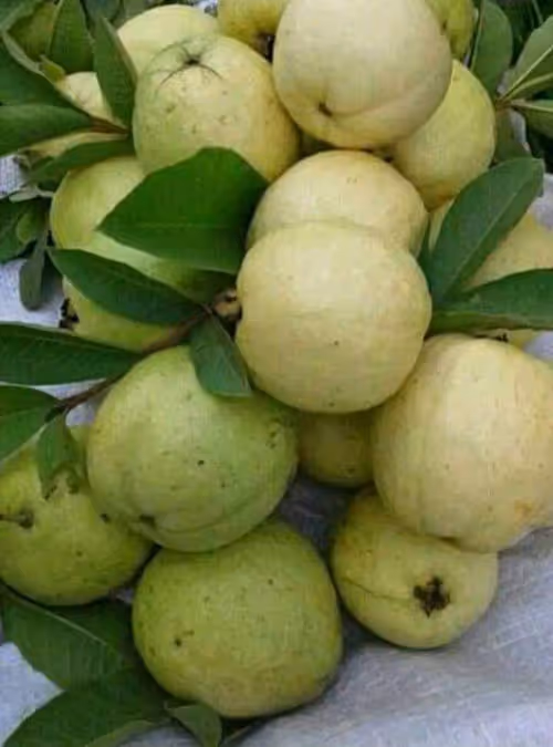 Item #14571506913454205627656743203225782770632742565437799673199566819194291879937 Media