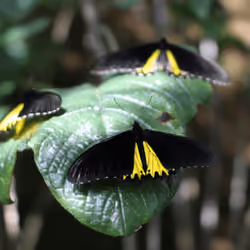 butterfly#7