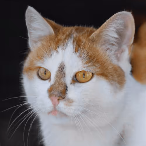 Item #106393158711752592444527764053332067386103257112262188176365269466126221312001 Media