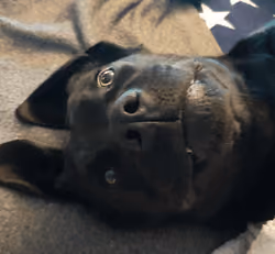 labrador