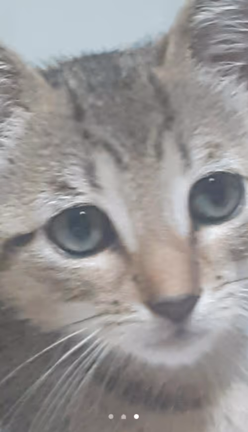 Item #4206968959528382267850550168117913088191590325513865346546053363752899706881 Media