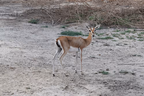 Item #81039049813216597257953829520223769972049979763513540310904561893554895454209 Media