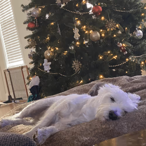 Untitled Collection #41923457