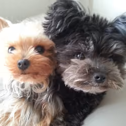Two of my dogs.
