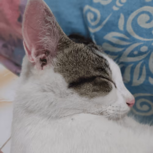 sleepingcat